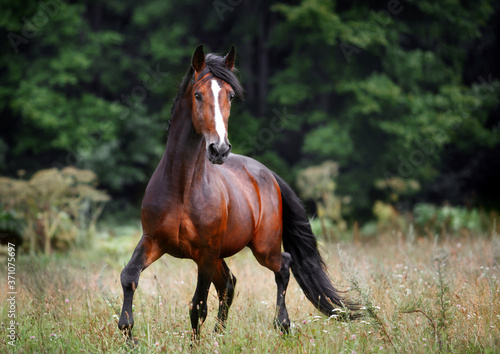 Obraz na plátně Beautiful bay horse rearing up in spring green field