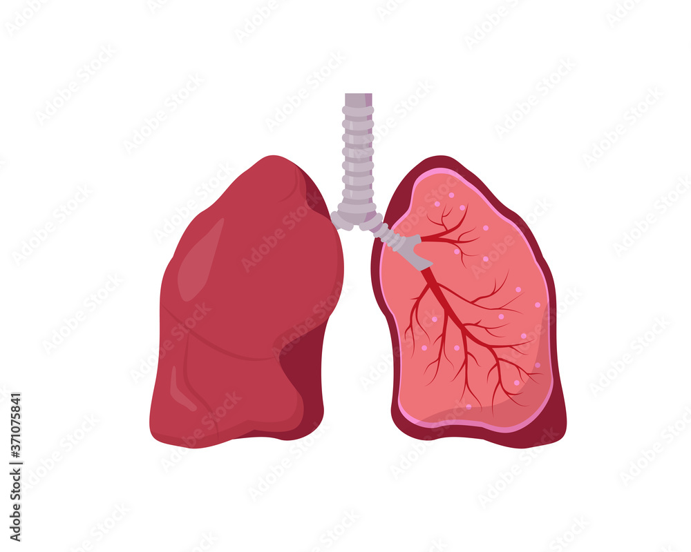 Human lung anatomy diagram on white background. Human lung anatomy diagram on white background.