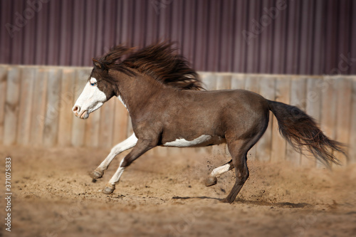 Obraz na plátně American miniature horse