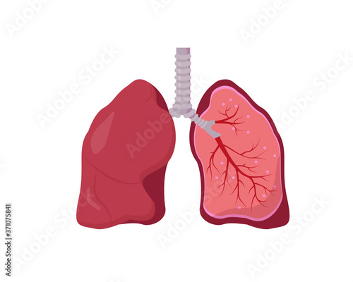 Human lung anatomy diagram on white background.
