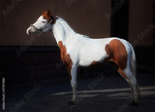 Fotografie American miniature horse