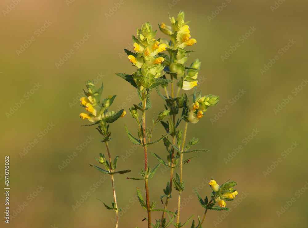 Wild flowers of Yellow Rattle on a meadow. Rhinanthus Wild flowers of Yellow Rattle on a meadow. Rhinanthus