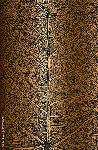 Distress tree leaves, leaflet texture on golden background. Black and white grunge background.