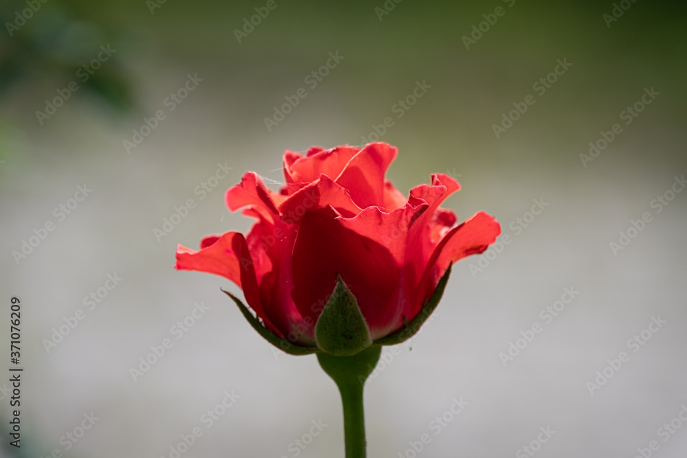 Beautiful scarlet rose in the garden in summer.