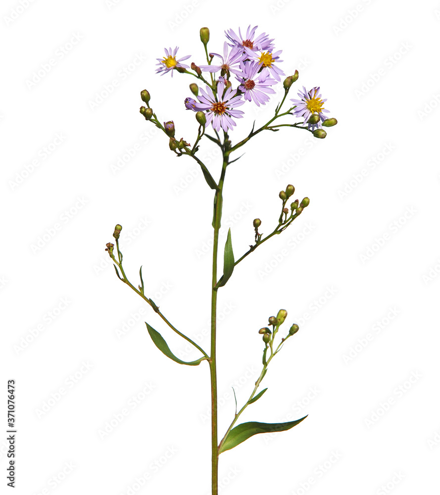Purple flowers of sea aster isolated on white, Tripolium pannonicum