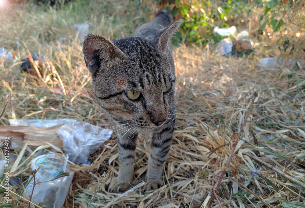 Obraz premium Gray cat - A cat in the bush looking for food