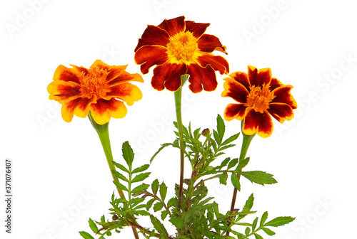 Bouquet of beautiful marigold flowers isolated on white