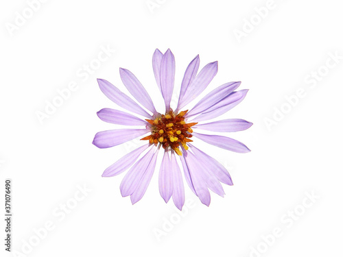 Purple flower of sea aster isolated on white  Tripolium pannonicum