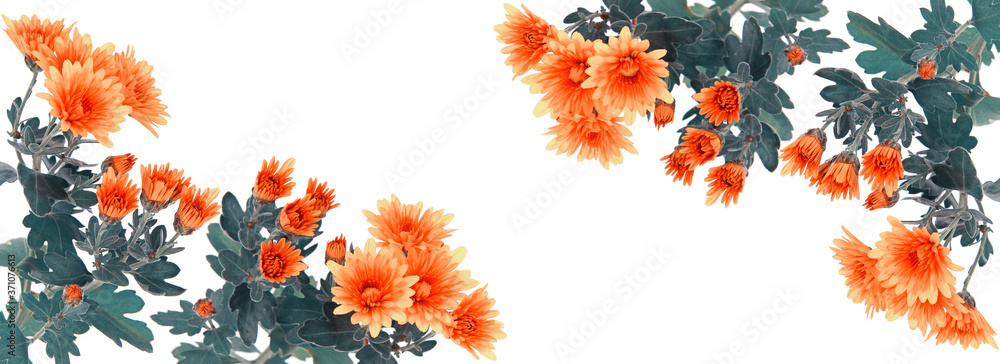 Yellow orange chrysanthemum flowers and blank space - obrazy, fototapety, plakaty 