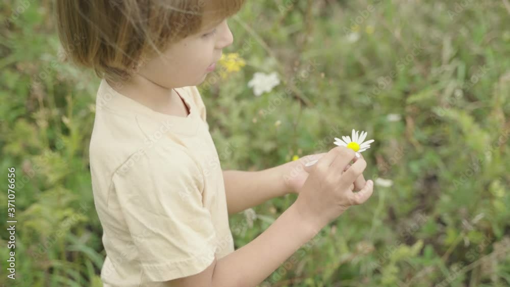Little boy looks at a camomile. Child plays with a flower in the summer on the field. Little boy looks at a camomile. Child plays with a flower in the summer on the field.