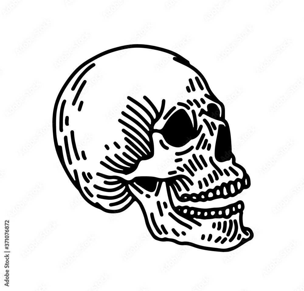 Skull line art illustration. Hand drawn retro illustration. Skull line art illustration. Hand drawn retro illustration.