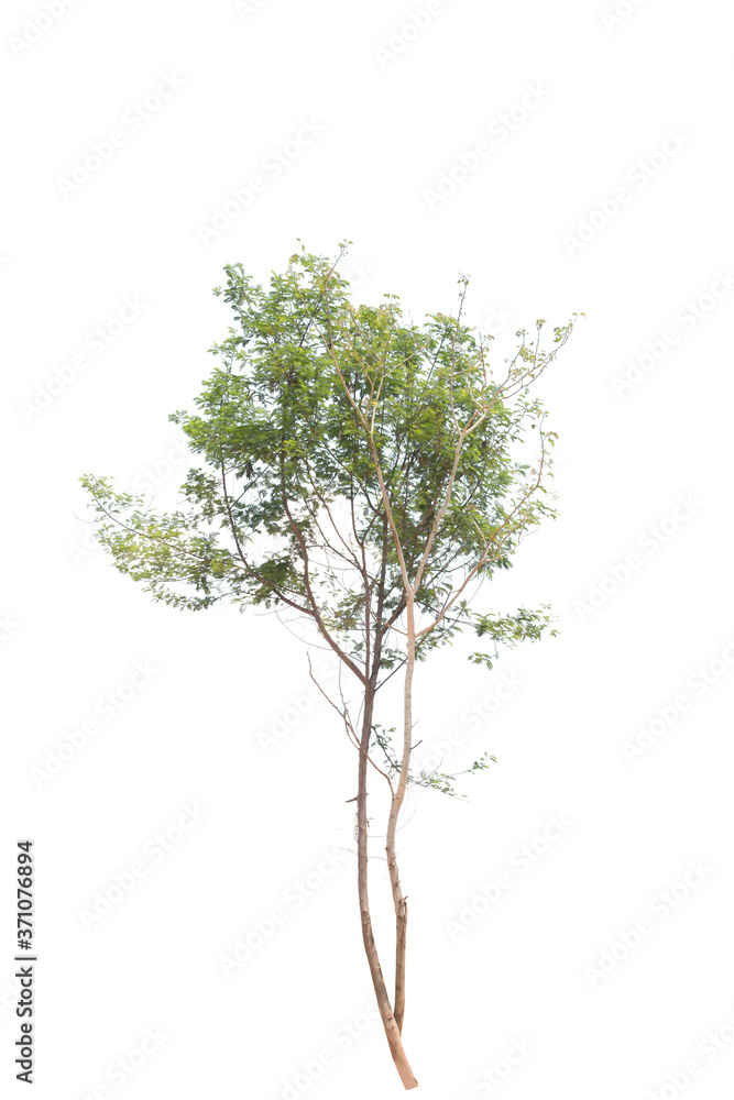 Obraz premium Isolated tree on white background
