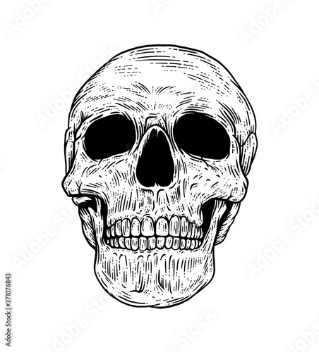 Wallpaper Mural Anatomically correct human skull isolated on white background. Hand drawn line art vector illustration. Torontodigital.ca