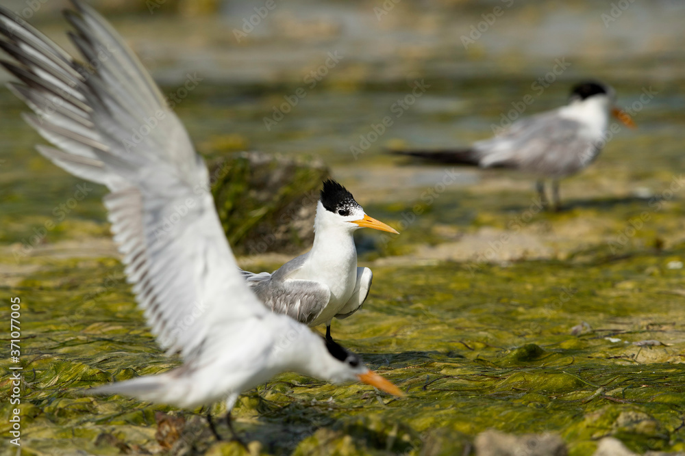Fototapeta premium Greater crested tern at Busaiteen coast, Bahrain