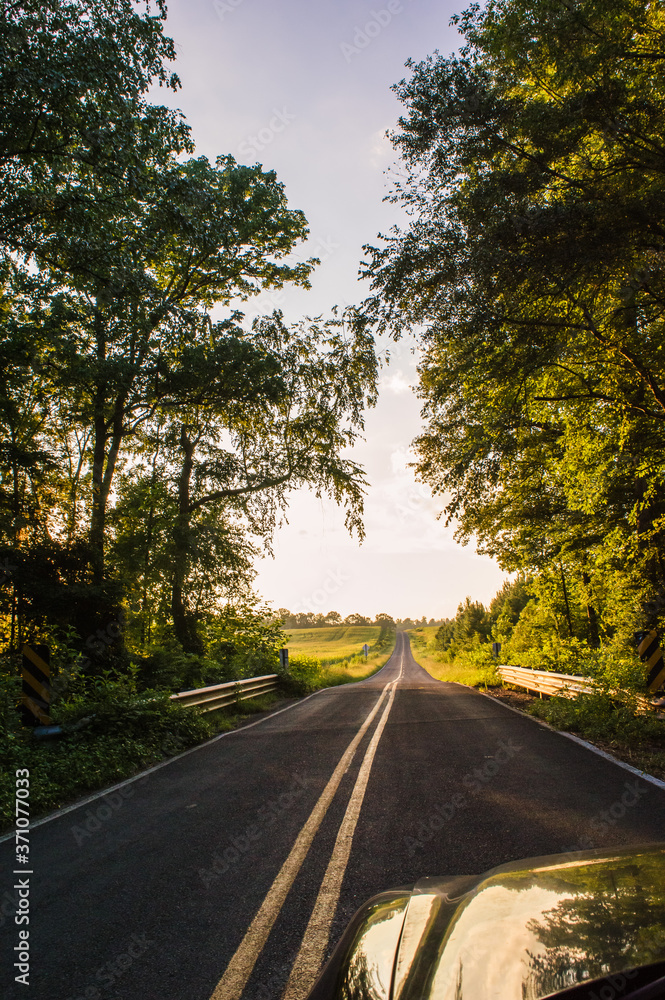 Fototapeta premium road in the forest