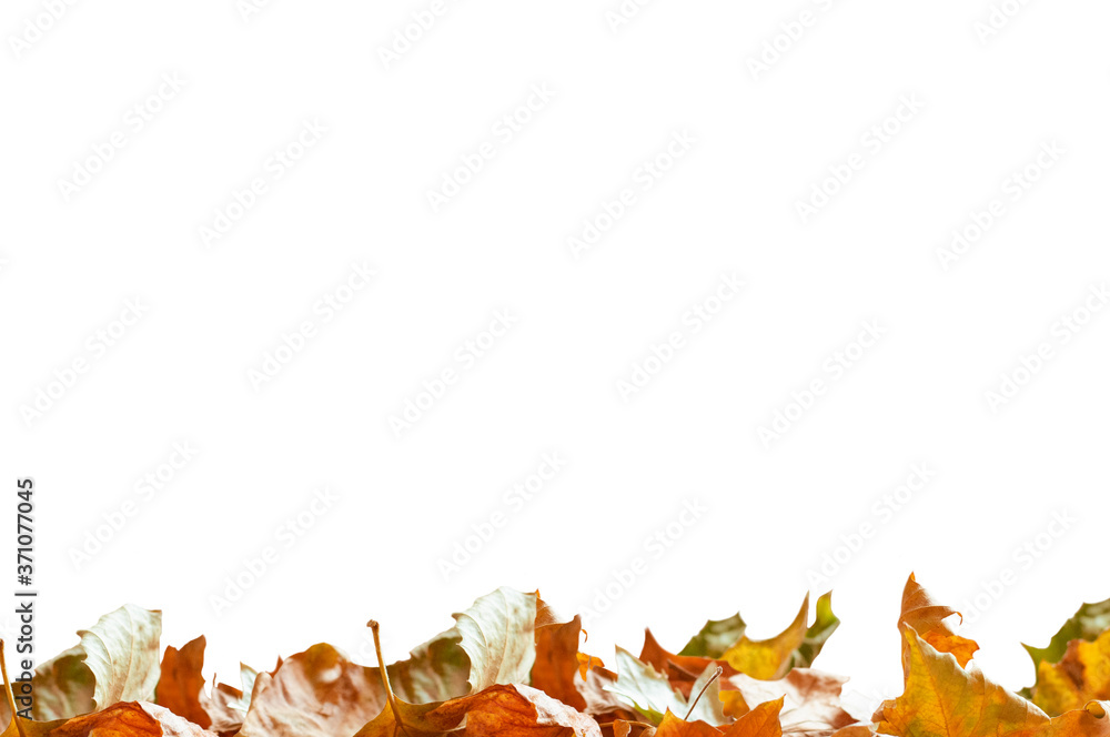 Fototapeta premium isolated maple leaves on the white background
