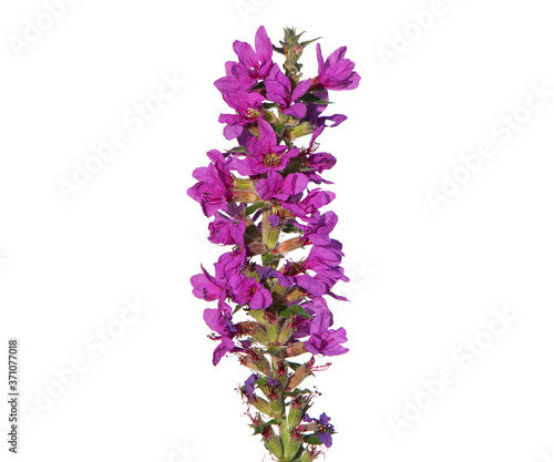 Blooming purple loosestrife isolated on white, Lythrum salicaria