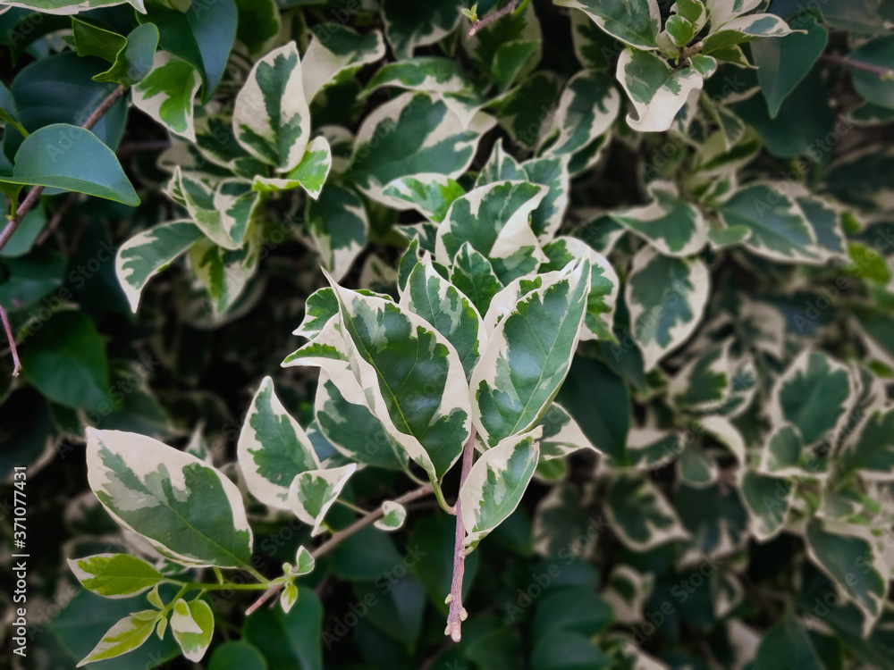 Branch of ficus benjamina with variegated leaves. Motley background of green leaves with white spots on the branches of the ficus Benjamina. in Indonesia this flower is called the white banyan Branch of ficus benjamina with variegated leaves. Motley background of green leaves with white spots on the branches of the ficus Benjamina. in Indonesia this flower is called the white banyan