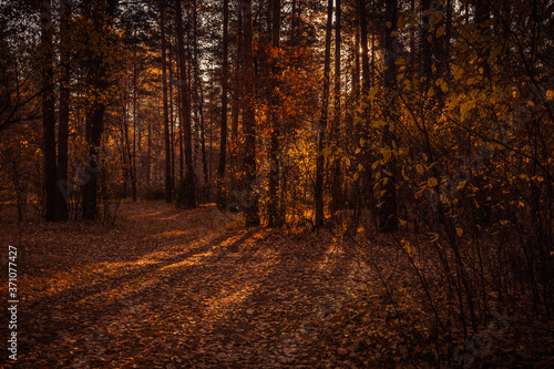 autumn forest road © Evgenii Ryzhenkov