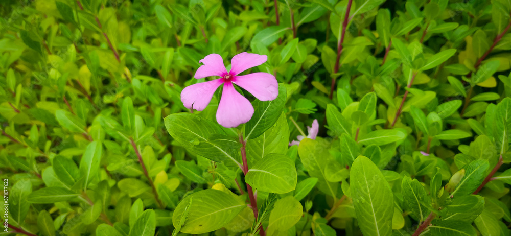 Pink Vinca Roseus Flower Called as Vinca Flower or Madagascar Periwinkle. green leaves of the vinca flower. Pink Vinca Roseus Flower Called as Vinca Flower or Madagascar Periwinkle. green leaves of the vinca flower.