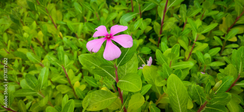 Pink Vinca Roseus Flower Called as Vinca Flower or Madagascar Periwinkle. green leaves of the vinca flower. 