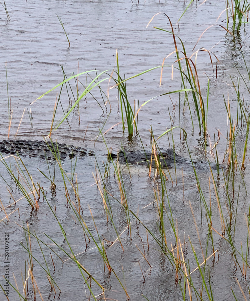 Alligator in water Alligator in water