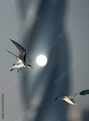 Greater crested tern in flight photo