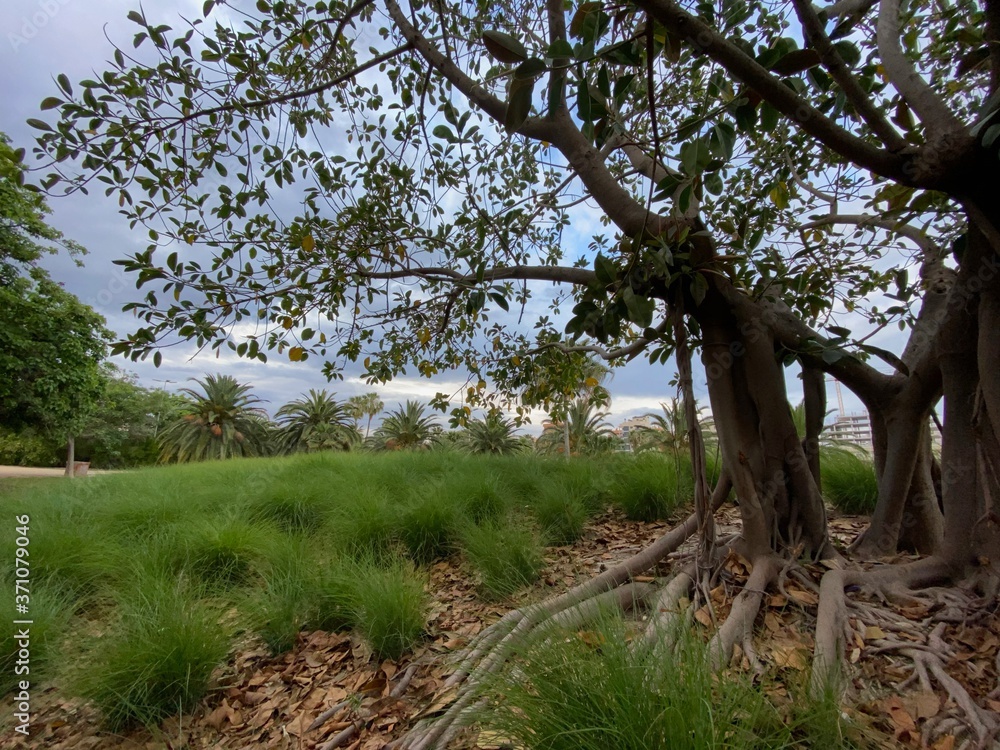 Parque La Marjal, Alicante. Ficus.