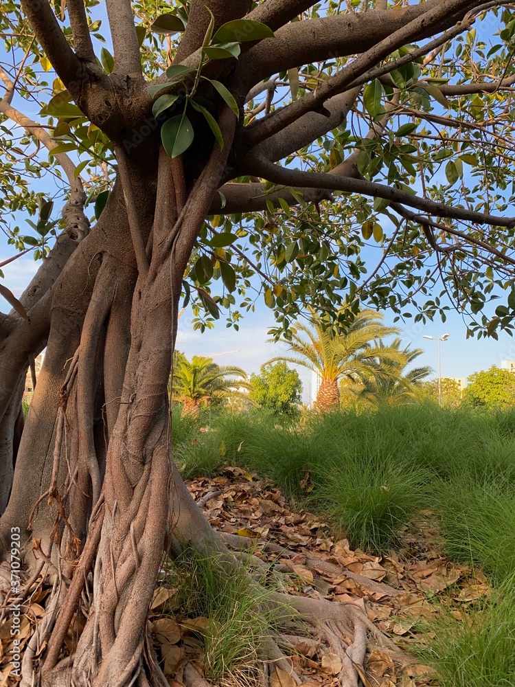 Higuera Estranguladora De Florida Ficus Comunmente Conocida Como higuera-estranguladora-de-florida-ficus-comunmente-conocida-como