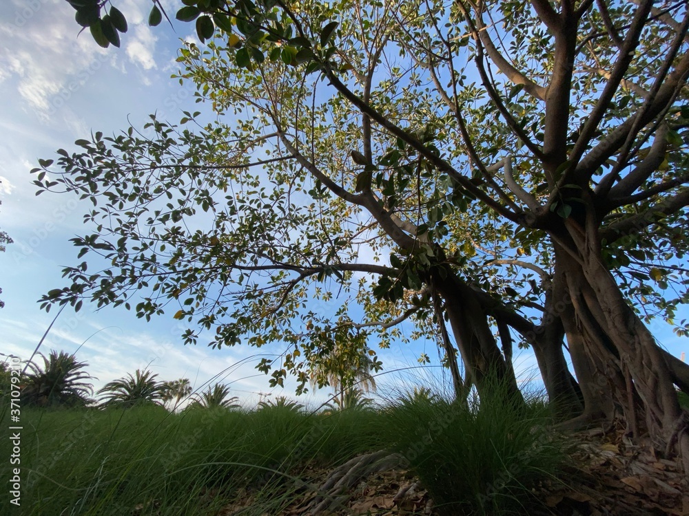 Higuera estranguladora de florida, Ficus, comunmente conocida como Higuerón, o Higuera dorada, Parque La Marjal, Alicante, Spain Higuera estranguladora de florida, Ficus, comunmente conocida como Higuerón, o Higuera dorada, Parque La Marjal, Alicante, Spain