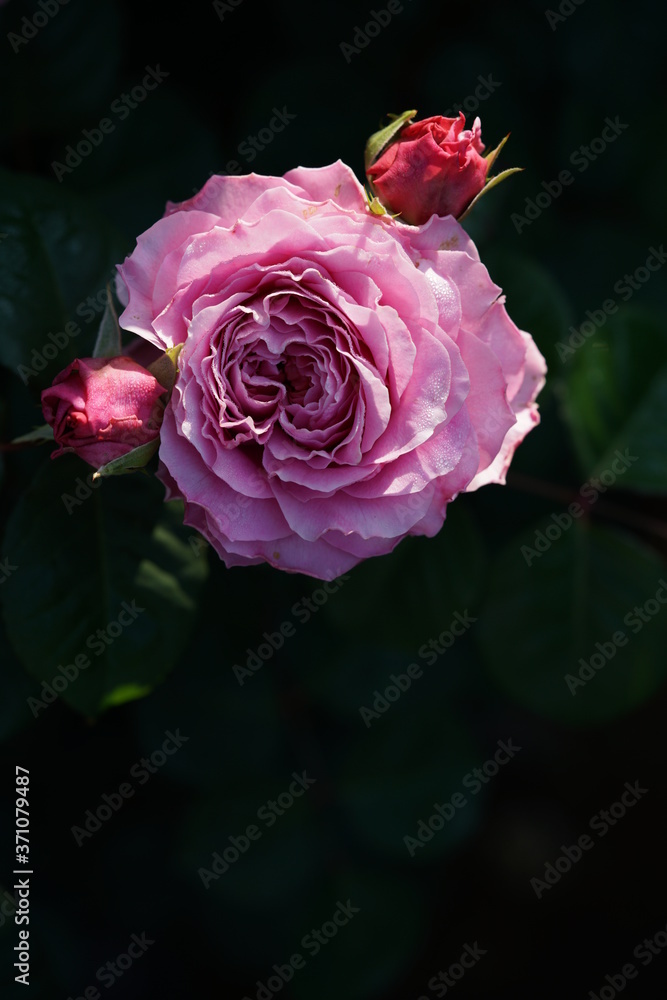 Light Purple Flower of Rose 'Eisvogel' in Full Bloom
Light Purple Flower of Rose 'Eisvogel' in Full Bloom