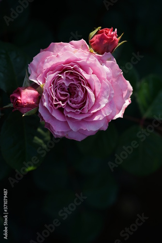 Light Purple Flower of Rose  Eisvogel  in Full Bloom 