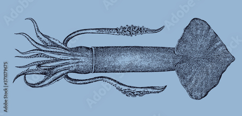 Japanese flying squid todarodes pacificus from Northern and Western Pacific and Northeast Atlantic Ocean
