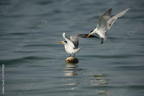Greater Crested tern trying to occupying a resting place