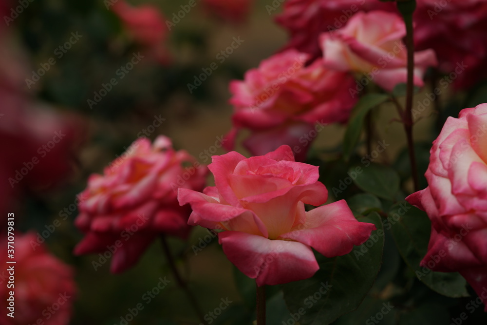 Light Pink Flower of Rose 'Elegant Lady (Diana, Princess of Wales)' in Full Bloom
Light Pink Flower of Rose 'Elegant Lady (Diana, Princess of Wales)' in Full Bloom