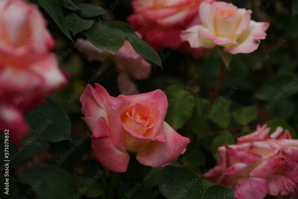 Light Pink Flower of Rose 'Elegant Lady (Diana, Princess of Wales)' in Full Bloom
Light Pink Flower of Rose 'Elegant Lady (Diana, Princess of Wales)' in Full Bloom