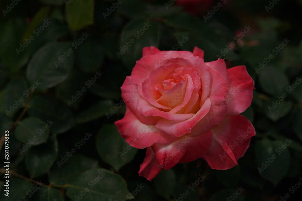 Light Pink Flower of Rose 'Elegant Lady (Diana, Princess of Wales)' in Full Bloom
Light Pink Flower of Rose 'Elegant Lady (Diana, Princess of Wales)' in Full Bloom