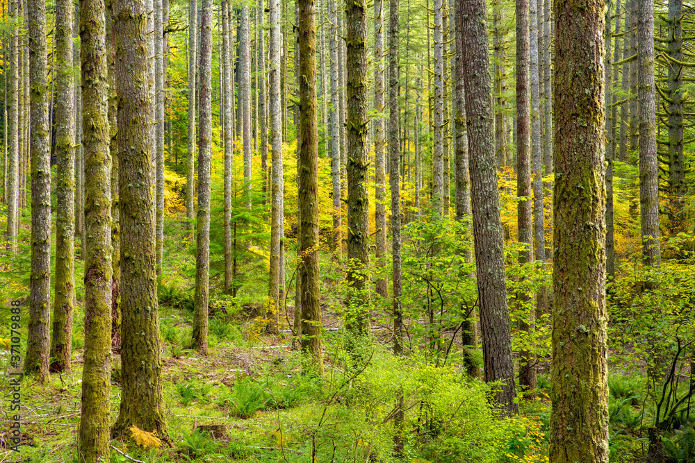 A fir tree forest at Silver fall state park near Silverton, Oregon. A fir tree forest at Silver fall state park near Silverton, Oregon.