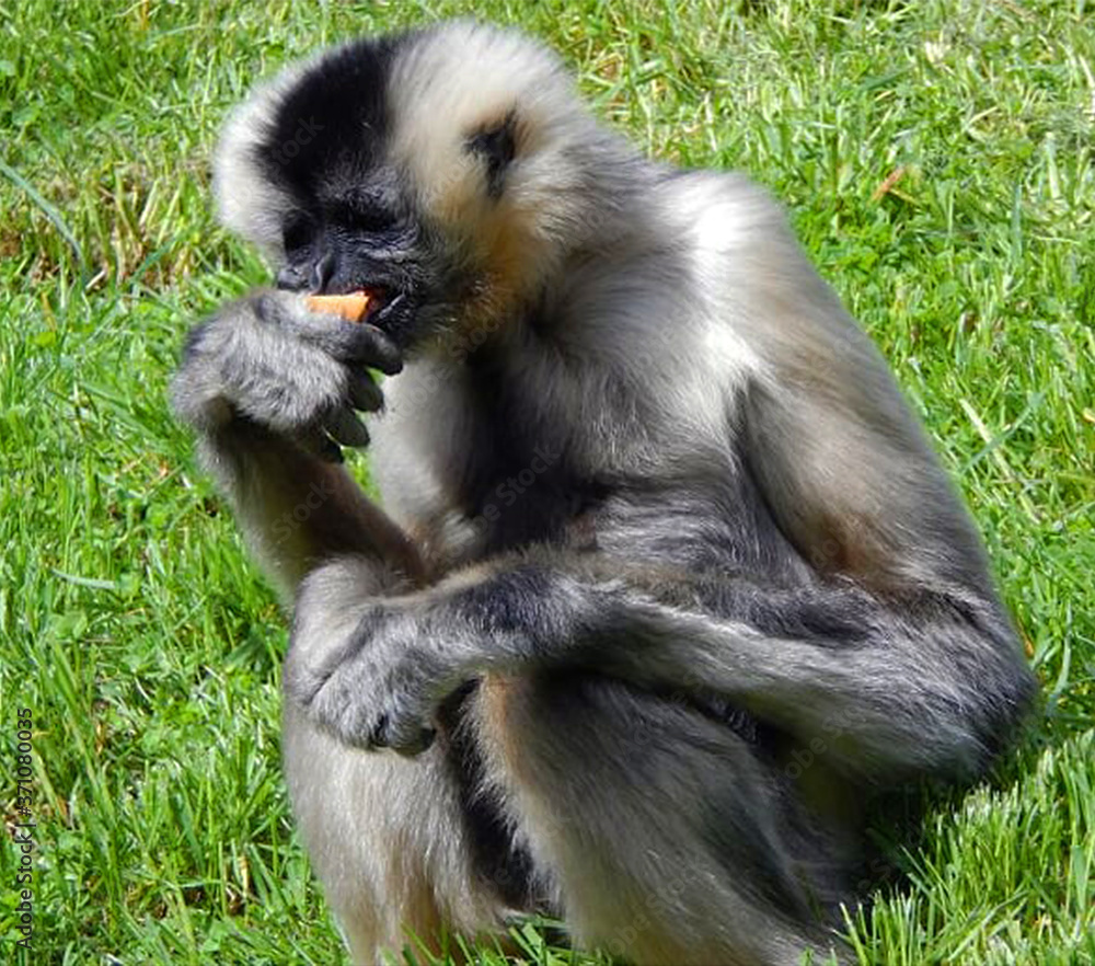 Fototapeta premium Hungry Monkey Eating