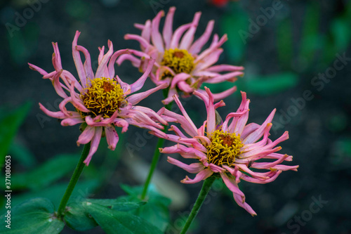 pink flower