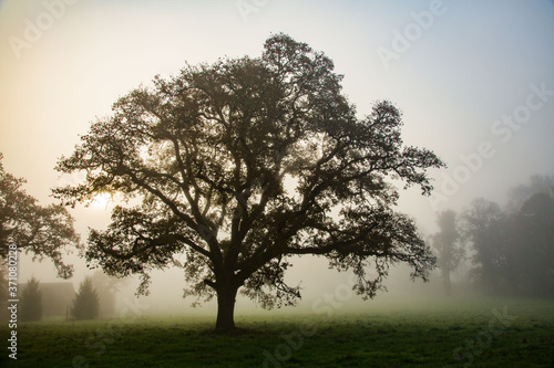 Wallpaper Mural Backlit oak tree on a foggy morning near Salem, Oregon Torontodigital.ca