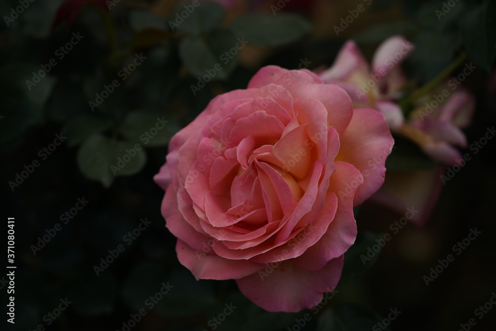 Cream and Pink Flower of Rose 'Elle' in Full Bloom
Cream and Pink Flower of Rose 'Elle' in Full Bloom
