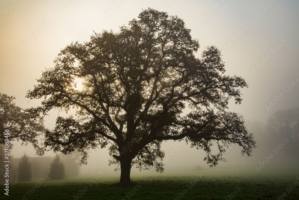 Obraz premium Backlit oak tree on a foggy morning near Salem, Oregon