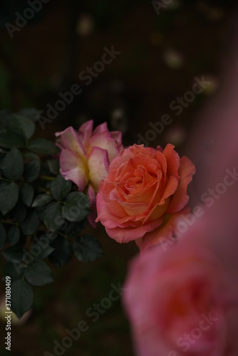 Cream and Pink Flower of Rose  Elle  in Full Bloom 