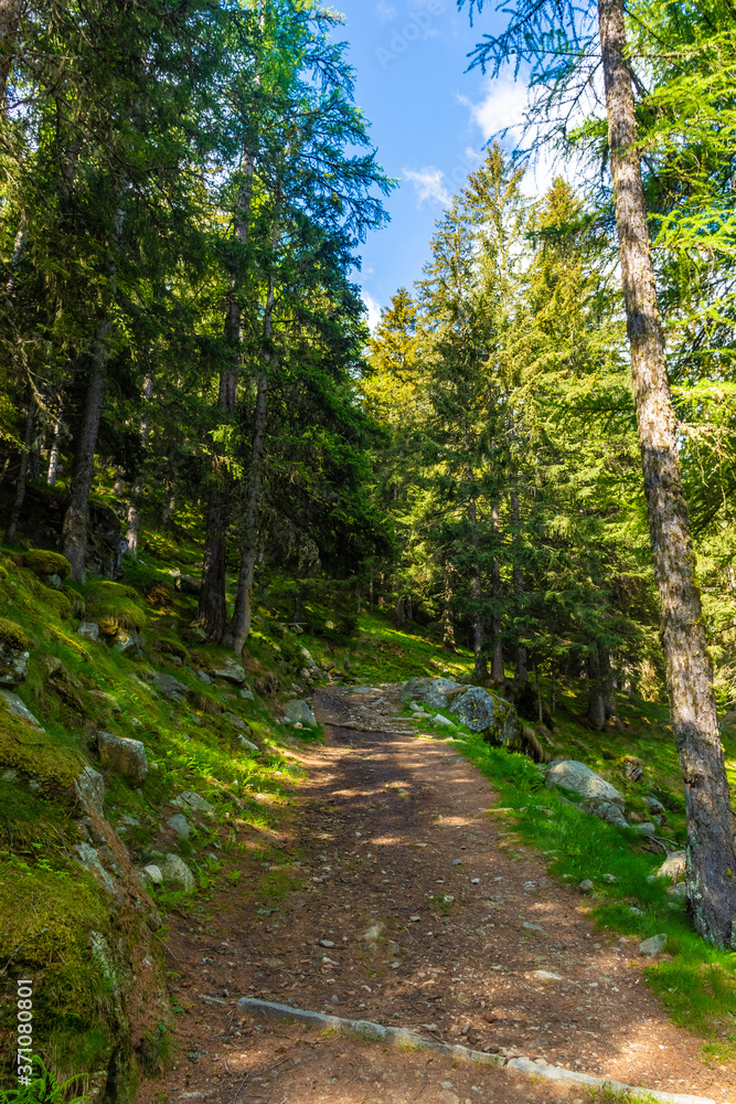 Forest in the mountains of Piedmont Italy Forest in the mountains of Piedmont Italy