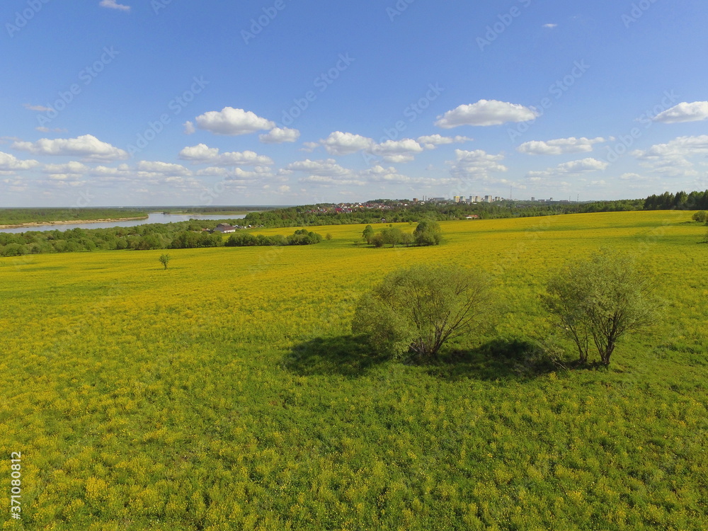 Trees on a yellow-green field and blue sky, Komi Republic, Russia.