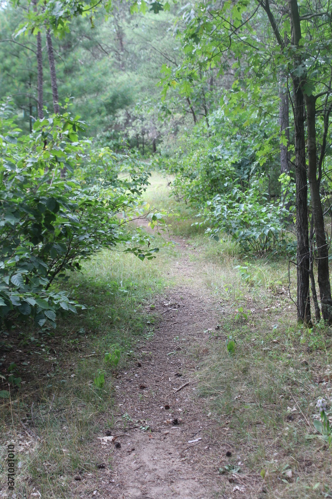 footpath in the woods footpath in the woods