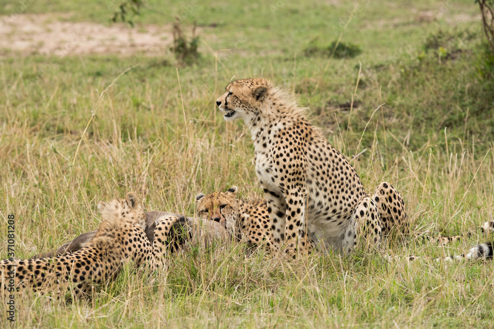Naklejka premium Cheetahs hunting a wildebeest at Masai Mara, Kenya