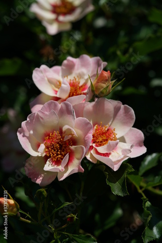 Pink and White Flower of Rose 'Eridu Babylon' in Full Bloom 