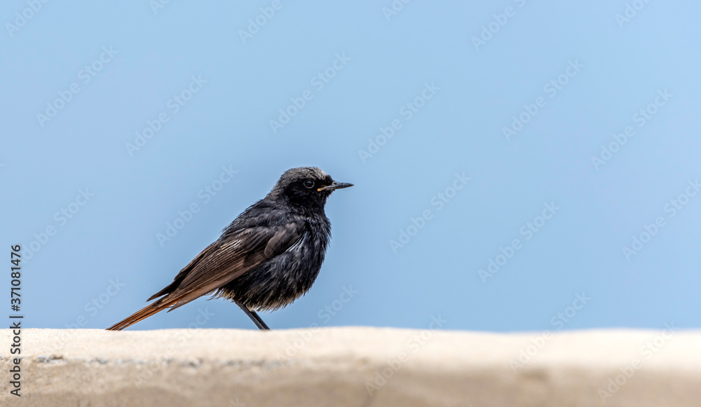 A little White-crowned wheatear on a white wall an blue sky 